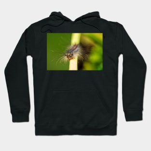 Gypsy Moth Caterpillar Hoodie